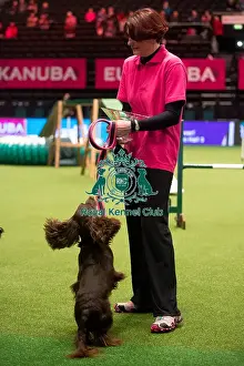 KC Novice Agility Small winner Julie Ashton with Eventide Ziva