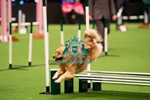 KC Novice Cup