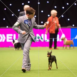 KC Vulnerable Breeds competition