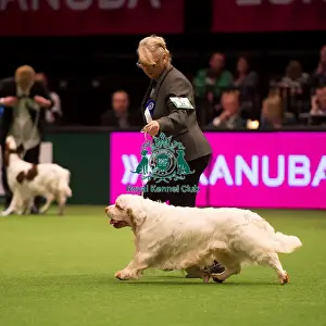 KC Vulnerable Breeds competition