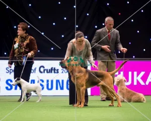 KC Vulnerable Breeds competition