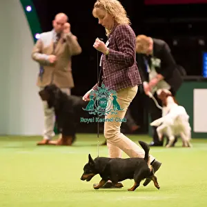 KC Vulnerable Breeds competition