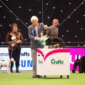 KC Vulnerable Breeds competition