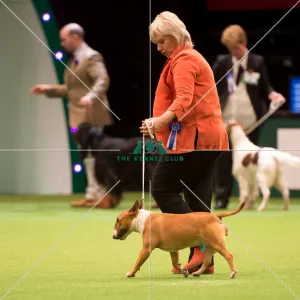 KC Vulnerable Breeds competition