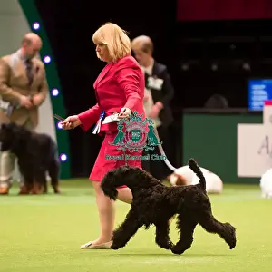 KC Vulnerable Breeds competition