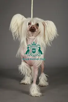 Chinese Crested Prints: KCPL, KCPL_Stock, March 2013, Crufts 2013, stock images, nick ridley, chinese crested