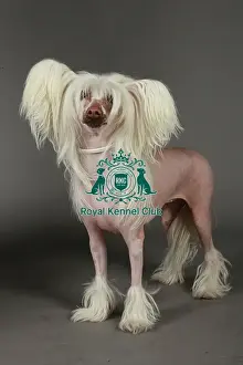 Chinese Crested Prints: KCPL, KCPL_Stock, March 2013, Crufts 2013, stock images, nick ridley, chinese crested
