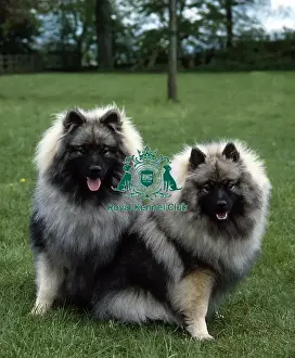 Pair Prints: Keeshonds