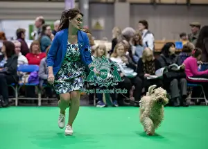 Soft Coated Wheaten Terrier Prints: Keevasdream Ballerina Blue, a Soft Coated Wheaten Terrier