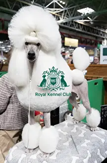 Poodle Standard Prints: Kelly Delattre from France with Uma a Poodle (Standard) who was competing today (Friday 07/03/25)