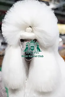 Poodle Standard Prints: Kelly Delattre from France with Uma a Poodle (Standard) who was competing today (Friday 07/03/25)