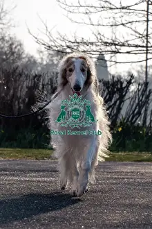Crufts 2025 BeatMedia Prints: Ken, a Borzoi, arriving today (Thursday 06/03/25)