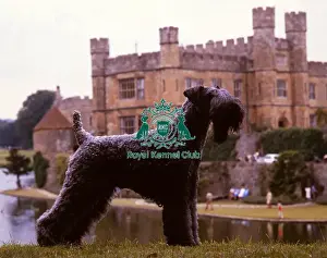 Terrier Group Prints: Kerry Blue Terrier