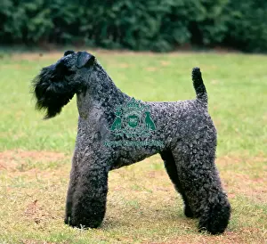 Kerry Blue Terrier