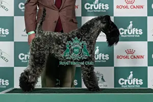 Kerry Blue Terrier Best of Breed Crufts 2026