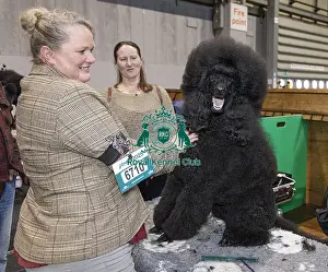 Wales Prints: Kerry Thomas from Wales with Raven a Poodle (Standard)