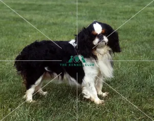 King Charles Spaniel