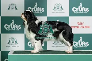 Standing Prints: King Charles Spaniel Best of Breed Crufts 2026