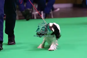 King Charles Spaniel Prints: King Charles Spaniel Judging