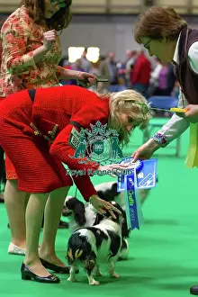 King Charles Spaniel Judging