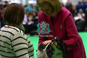 King Charles Spaniel Judging