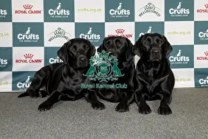 Retriever Labrador Prints: Kira Leith-Ross, from Stainton Village