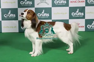 Kooikerhondje Prints: Kooikerhondje BOB