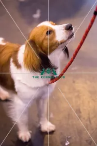 Kooikerhondje breed ring