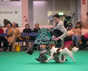 Kooikerhondje breed ring