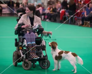 Kooikerhondje breed ring