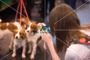 Kooikerhondje breed ring
