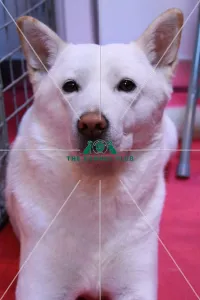 Korean Jindo