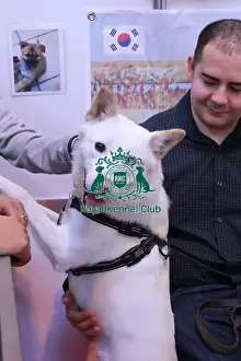 Korean Jindo