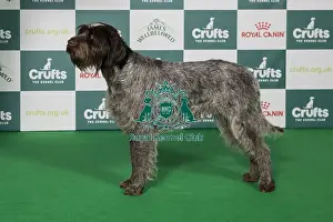 2025 Prints: Korthals Griffon Any Variety Import Register - BOB