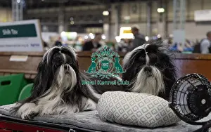 Shih Tzu Prints: (L) Mika & (R) Kiara from Milton Keynes
