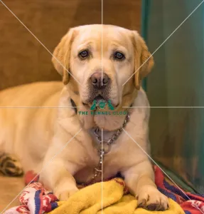 Labrador phot just the one :)