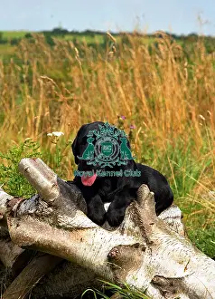 Field Prints: Labrador Puppy