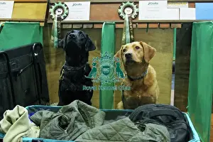 Labrador Prints: Labrapaws QuinJet and RavensWings