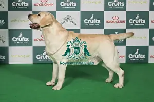 Labrardor Retriever BOB