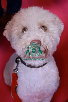 lagotto romagnolo