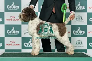 Sunday Prints: Lagotto Romagnolo Best of Breed Crufts 2026