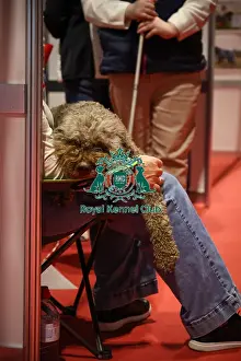 Resting Prints: Lagotto Romagnolo resting