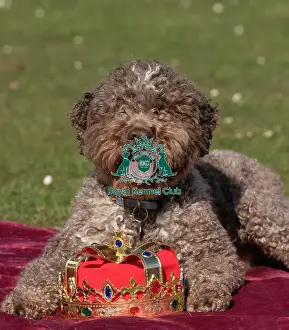 Crufts 2025 BeatMedia Prints: Lagotto Romagnolo Savvy at the launch of Crufts 2025