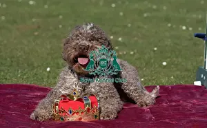Crufts 2025 BeatMedia Prints: Lagotto Romagnolo Savvy at the launch of Crufts 2025
