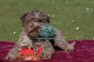 Crufts 2025 BeatMedia Prints: Lagotto Romagnolo Savvy at the launch of Crufts 2025