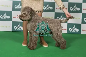 Saturday 8th March 2025 Prints: Lagotto Romangnolo BOB