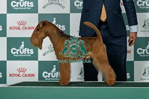 Friday Prints: Lakeland Terrier Best of Breed Crufts 2026 It Ch Under Pressure Foxhouse (Imp Mlt)