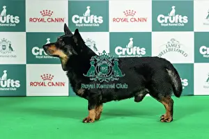 Thursday Prints: Lancashire Heeler Best of Breed Crufts 2026