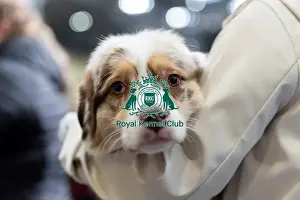 Australian Shepherd Prints: Lara Janssens from Belgium with La Preciosa Royal Rain