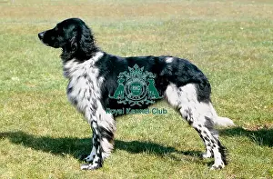 Gundog Group Prints: Large Munsterlander